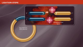 DNA Ligation