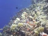 Tubbataha Reefs 