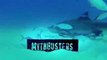 MythBusters vs. Jaws Starts Now