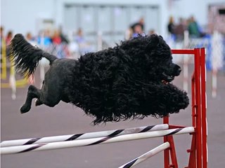 All Breed Dog Grooming Guide