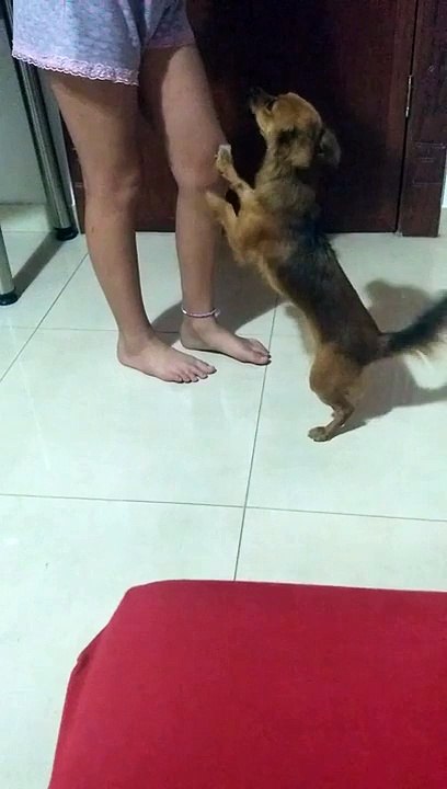 Funny little dog