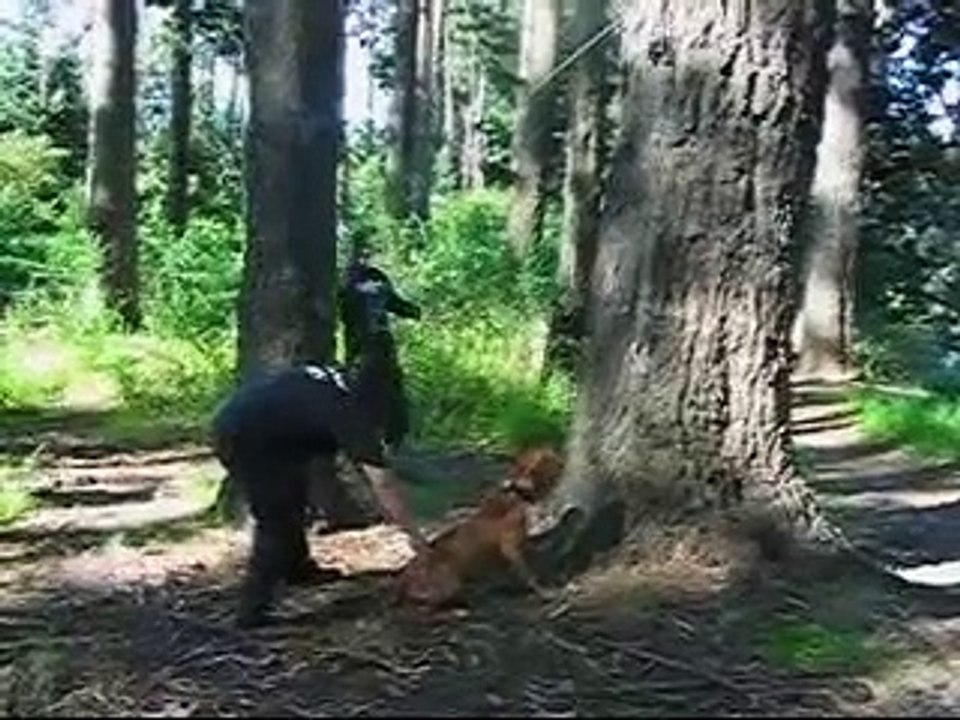 Entrenamiento pit bull deporte www.perreros.cl