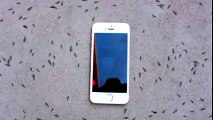 Cep telefonunun karıncalar üzerindeki etkisi