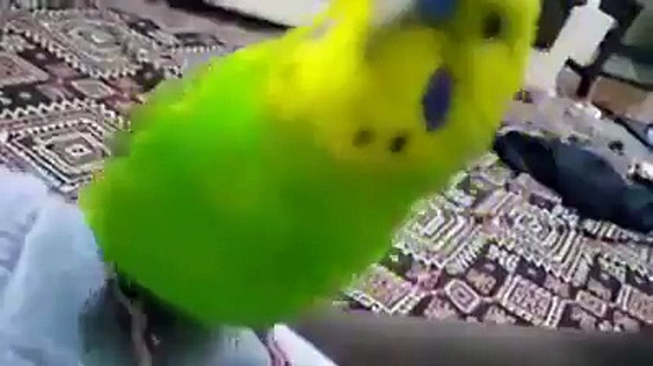 İZLENME REKORLARI KIRAN MUHABBET KUŞU (ŞEHİTLER ÖLMEZ VATAN BÖLÜNMEZ)