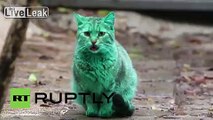 Bulgaria: Mysterious GREEN CAT baffles Varna residents