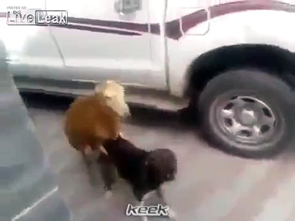 Vicious Dog is Mounted by a Sheep