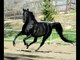 Arabians The Most Beautiful Horses in The World