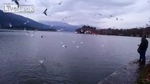 Seagulls flying and hunting [slow motion]