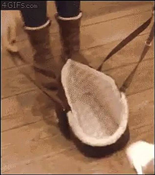 Puppy in bag