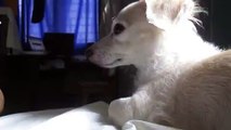 Dog Imitates Famous Squirrel With Dramatic Look