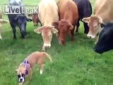 BOXER PUPPY GREETED BY HERD OF COWS ON WALK! AMAZING TO SEE