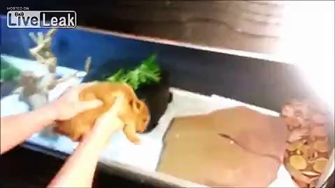 -RED TAIL BOA CONSTRICTS BROWN BUNNY-