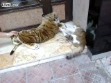 Bad joke to cat. Man scares cat with toy tiger.