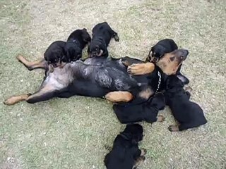 filhotes e cristal brincando rottweiler