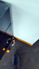 Funny Cat Playing Ball