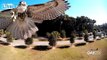 Hawk takes out a  Quadcopter / Drone
