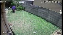 Burglar almost gets savaged by a massive beast of a dog with red eyes that burned like hot coals and a mouth full of dagger like teeth......