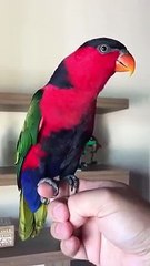 iphone ringing bills from my parrot