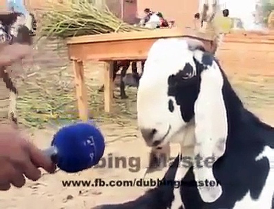 Dubbing master