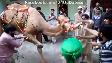 Beautiful-Camel-Qurbani---Eid-ul-Adha-Qurbani-2015