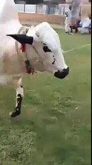 Bull-for-8-Lac-Qurbani-2014-Eid-ul-azha