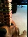 Funny Dog Balances 50 Treats On His Nose For The Record | Funny Dogs November 2014