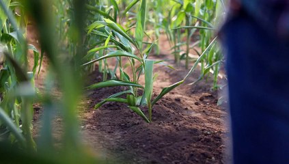 Canada Dry: Made From Real Ginger