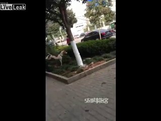 Men torture dog by hanging his legs on tree branch