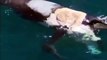 A Man Jumps Onto A Whale Carcass As Sharks Circle