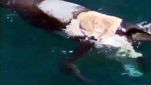 A Man Jumps Onto A Whale Carcass As Sharks Circle