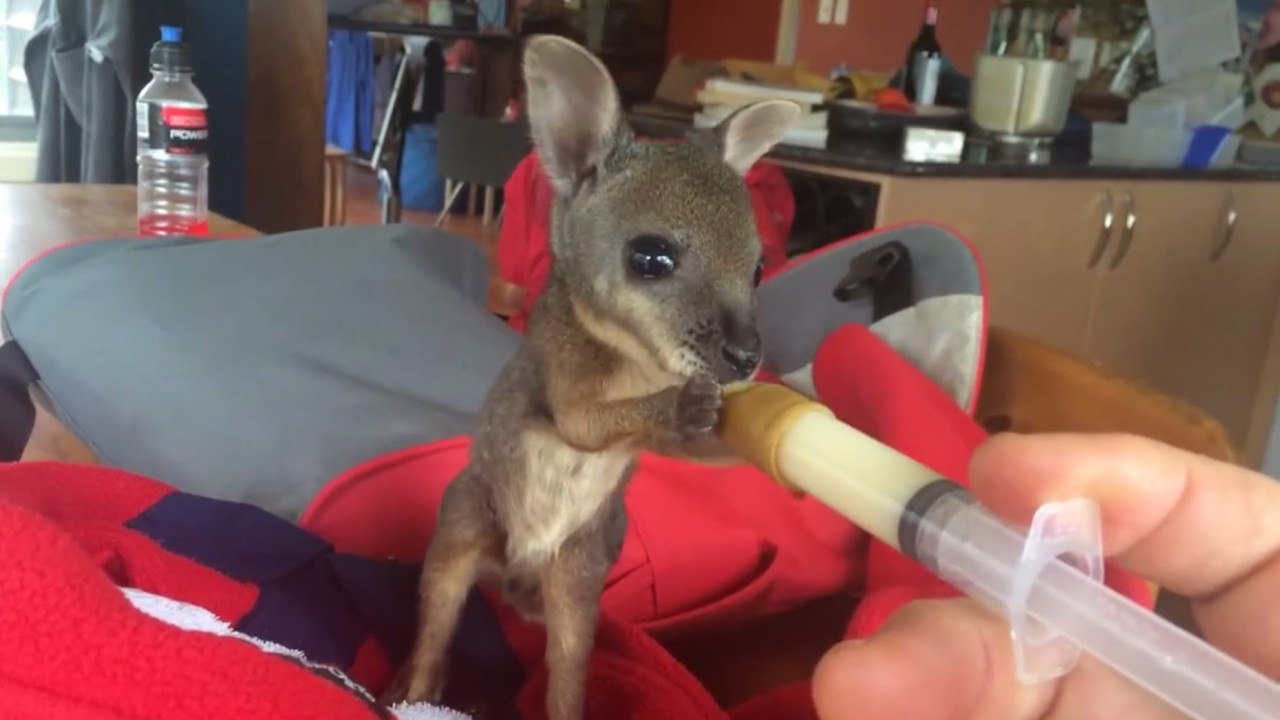 Feeding a baby wallaby