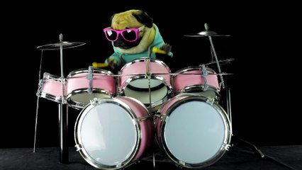 Ce bulldog joue du Metallica à la batterie - Enter Sandman!!!!