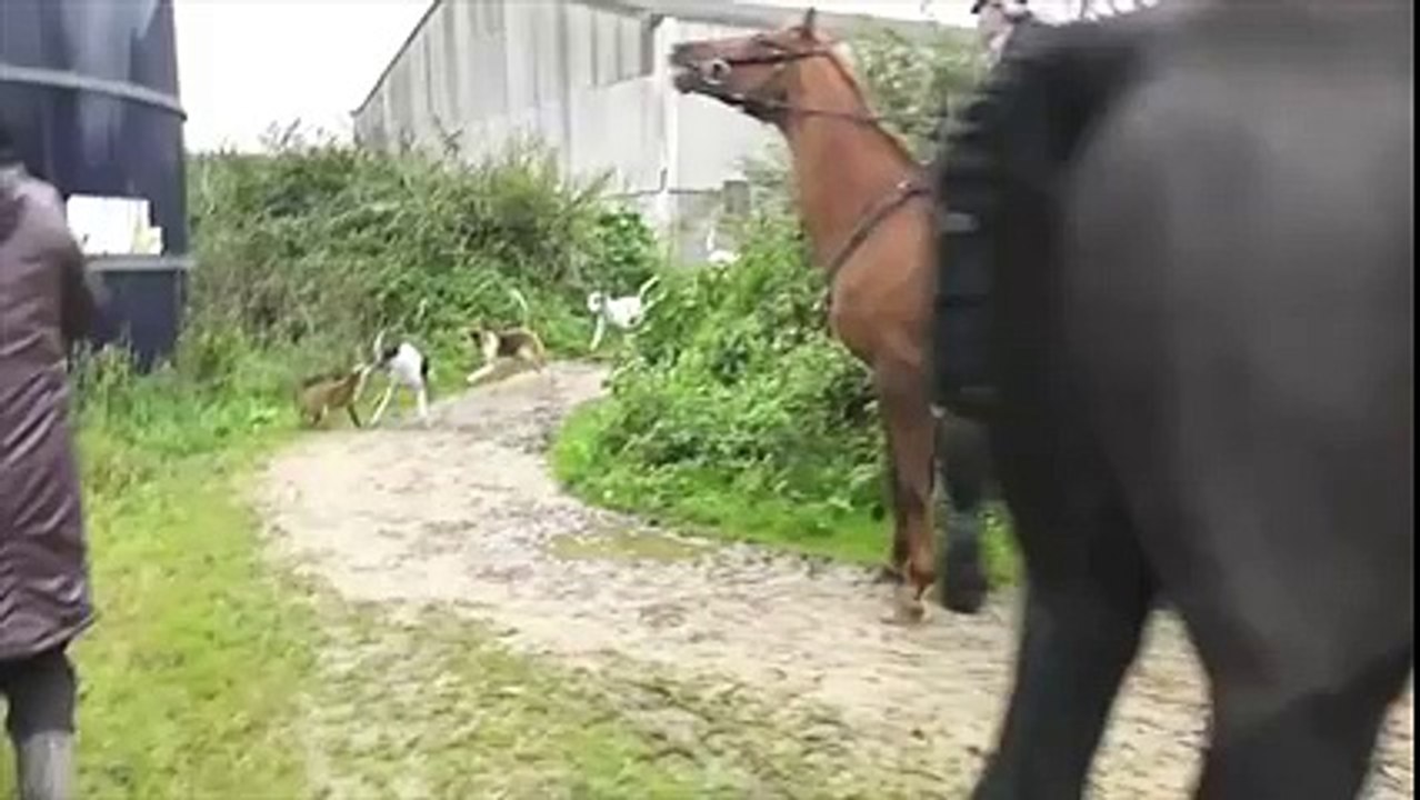 Noyée sous les cris des chasseurs, une femme se rue au secours d'un renard.