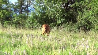 Dogue de Bordeaux attacco attack