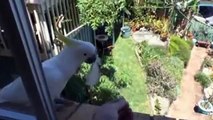 Funny cockatoo