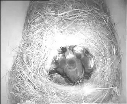 Blue tits feeding six big chicks (STBT10)