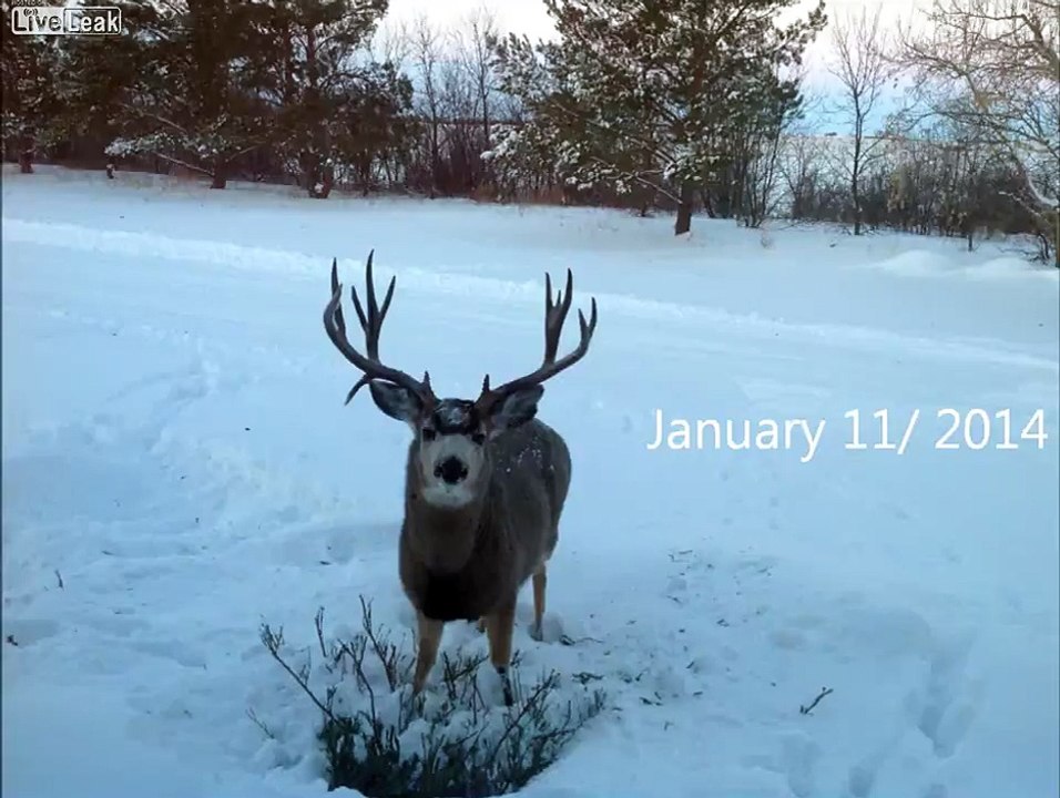 Amazing Video of Mule Deer - Shedding His Antlers