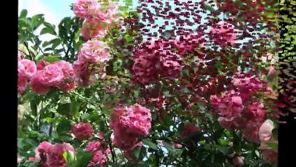 Top 10 Most Beautiful Purple Roses