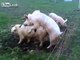 Pigs Screwing Back Into Electric Fence