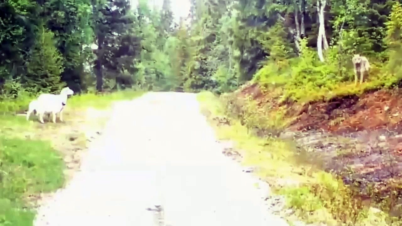 Trois moutons décident de ne pas se faire attaquer par ce loup…. Attendez de voir la fin !