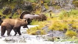 Bear Watching in Juneau AK - july 2015