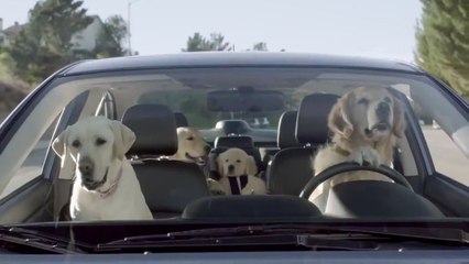 Subaru "Dog Tested" Commercial.... "What's the Fuss About"  || AdSick
