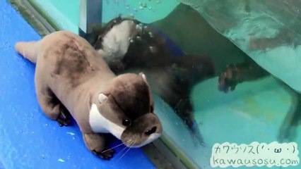 Otter has Close Encounter with Stuffed Toy Otter