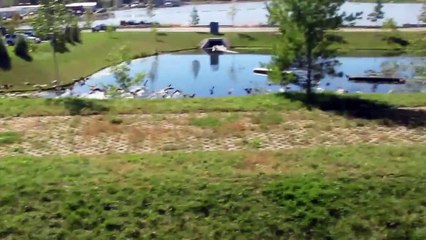 Chasing Geese