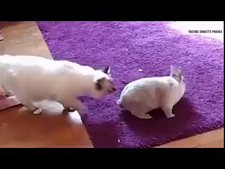 Cats VS Rabbits Amazing