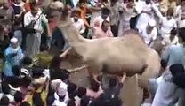 Angry camel killed a boy at the time of Qurbani 2015