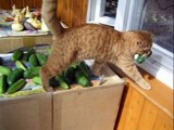 16 Cats Who Were Adorably Caught Stealing