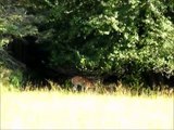 Deer, wild turkey and horses enjoying same apple tree. Normal day at Wagmore Wildlife Preserve