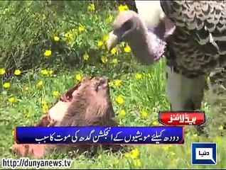 Dunya. Headlines, Dunyanews_ 05-09-15-HL-10-00-AM - Video Dailymotion