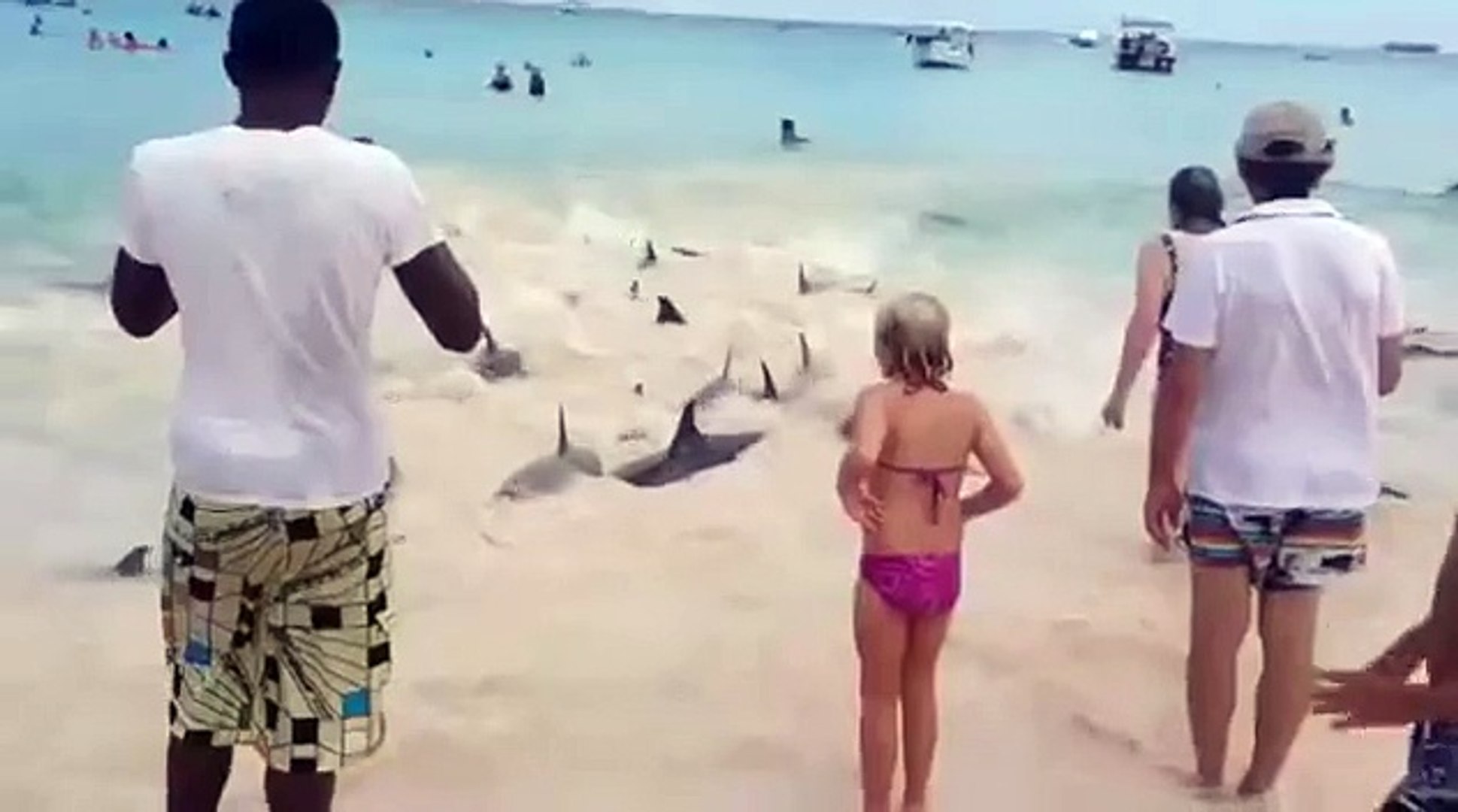 ⁣Dolphins mass suicide